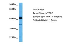 MYPOP Rabbit anti-Human, Polyclonal, Novus Biologicals 0.1 mL | Buy Online | Novus Biologicals | Fisher Scientific